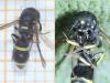 Stenodynerus xanthomelas